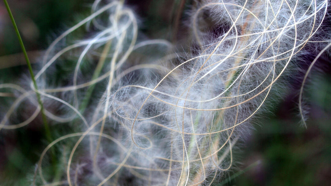 Feather Grass