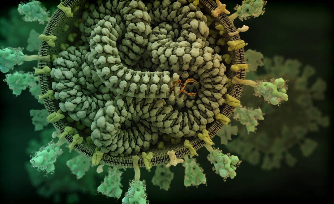 Visualisierung des Coronavirus SARS-CoV-2