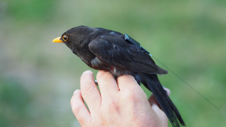 Amsel mit einem der ersten ICARUS-Sender